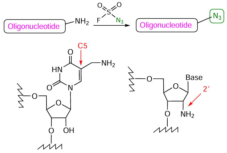 Scheme for the synthesis of azido derivatives of RNA via diazo transfer to oligonucleotide containing an amino group