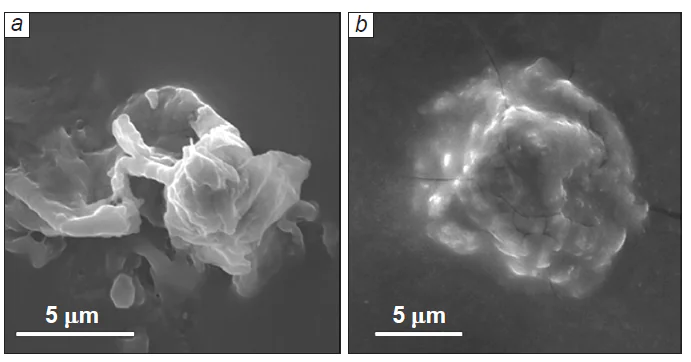 SEM images of AHT-modified chitosan microcapsules: collapsed microcapsule (а) and intact capsule (b). Copyright belongs to the Royal Society of Chemistry.32