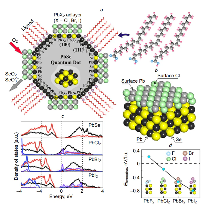 Structure of highly stable PbSe CQDs treated with lead halides; (b) model of the PbSe(100) surface passivated by PbCl2; (c) density of states (DOS) for PbX2/PbSe(100) (violet is surface Pb; black is bulk Pb; red is Se; blue is halogen X). The zero energy corresponds to the mid-band gap of bare PbSe(100); (d) energy of formation of PbX2 adlayers on the PbSe(100) surface; parts of PbSe CQD(100) cross-section surface-modified by halogens [CQD PbX2/PbSe(100)][272].