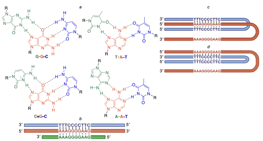 Hydrogen bond formation in DNA triplexes (a), schematic views of intermolecular (b) and intramolecular DNA triplexes (c).