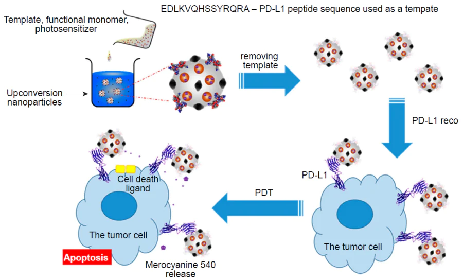 Schematic diagram of the synthesis of hybrid MIP and PDT under the action of merocyanine 540.21 Published under the CC BY license