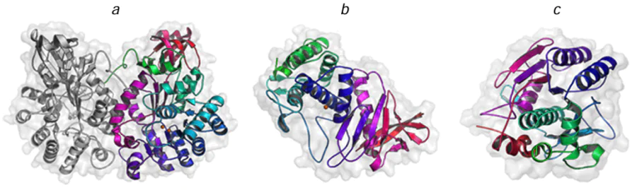 Structures of the dimeric ochratoxinase from Aspergillus niger (a), Zn-dependent neutral protease from Bacillus cereus (b) and subtilisin from Bacillus licheniformis (c). The structural parameters were retrieved from RCSB PDB (codes 4C5Y, 1NPC, and 3UNX, respectively). The catalytically important Zn2+ ions in the enzyme active sites are shown as spheres.