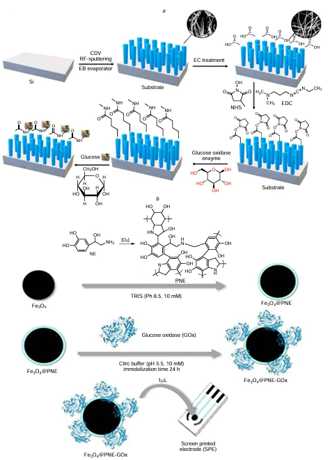 (a) Fabrication steps for the POC glucose detection system using VACNT arrays. Electron beam (EB) evaporation and radio frequency (RF) sputtering were employed to deposit catalyst and adhesion layers necessary for VACNT growth on the sensor substrate. Reproduced with permission from the Ref. 208. (b) Schematic illustration of the fabrication steps of the poly(norepinephrine)/Fe3O4/Gox modified SPE sensor for POC glucose detection. Reproduced with permission from the Ref. 209.