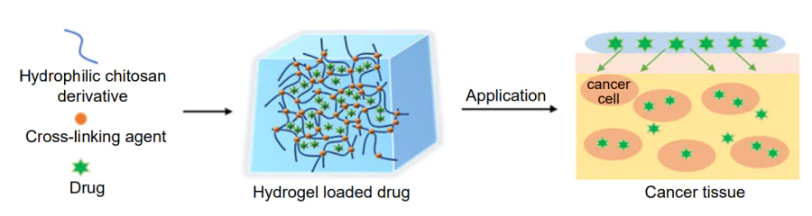 Schematic representation of the drug loading and release behavior of carboxymethyl chitosan/gelatin nanoparticle hydrogels.