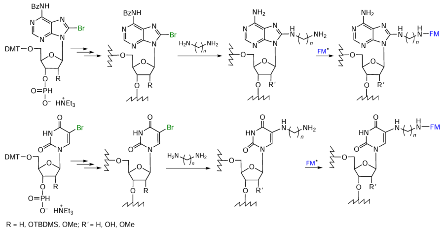 Schemes of the synthesis of amino-modified oligonucleotides and their FM conjugates linked by diamino-oligomethylene bridges. FM* stands for activated FM