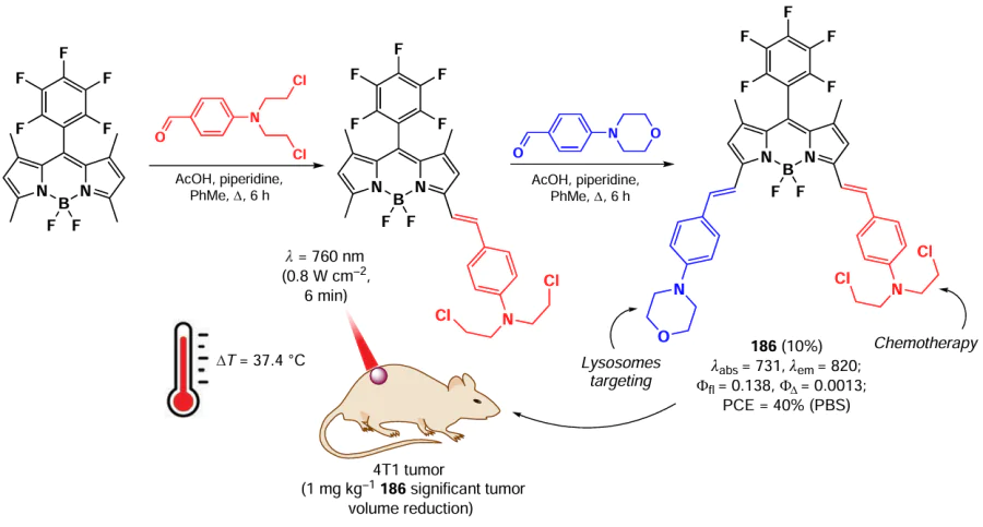 Synthesis scheme of BODIPY 186, its principle of action and therapeutic effect in vivo. The figure created by the authors based on the data of the publication30.