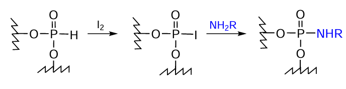 Synthesis of conjugates with amino-FM in the presence of I2 involving H-phosphonates