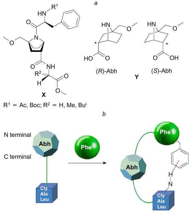 Schematic representation of the rigid proline-containing tripeptides as a model for studying NH...π interactions in solution. The figure was created by the authors using data of Ref. 131.