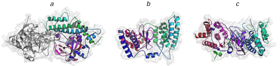 Structures of the human poly(ADP-ribose) polymerase 1 (PARP1) (a), histone PARylation factor 1 (HPF1) (b), and human poly(ADP-ribose) glycohydrolase (PARG) (c). Structural parameters were obtained from the RCSB PDB (codes 7ONT, 6M3G, and 6O9X, respectively).