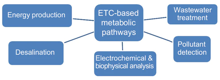  Practical application of electron transport chains