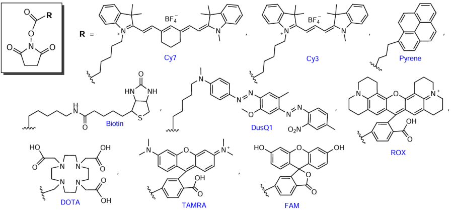 Structures of commercially available succinimide esters of FMs