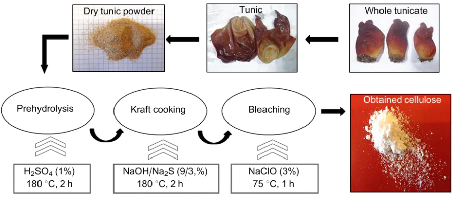 Preparation of cellulose from Halocynthia roretzi.73 Published with permission from Springer Nature