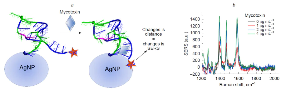 A schematic explanation of the SERS intensity changes during direct analyte binding by the aptamer (a). The changes in distance between Cyanine-3 (a SERS tag) and silver nanoparticles (SERS-active surface) affect SERS intensity of the Cyanine-3 bands in spectra (b). The Figure is adapted from Ref. 28 under the CC BY 4.0 license.
