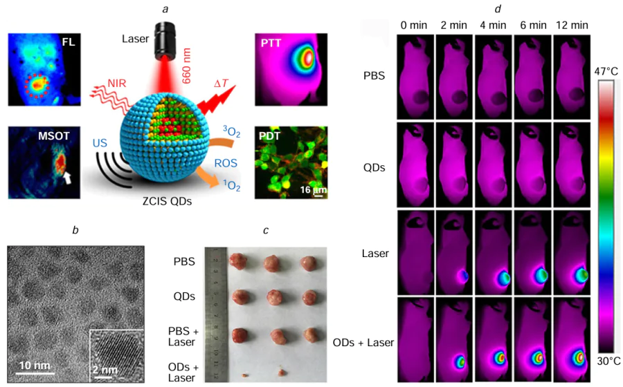 (a) Schematic illustrating ZCIS QDs for multispectral optoacoustic tomography imaging and combined PTT/PDT therapy, (b) Transmission electron microscopy and high-resolution transmission electron microscopy (insert) visuals of ZCIS QDs, (c) Images of tumours of mice in various groups following treatment completion, (d) Infrared thermal imaging of 4T1 tumour-carrying mice post intravenous administration of ZCIS NMs-25 and subsequent exposure to 660 nm laser irradiation. Reproduced from Lv et al.213 with permission from the American Chemical Society.
