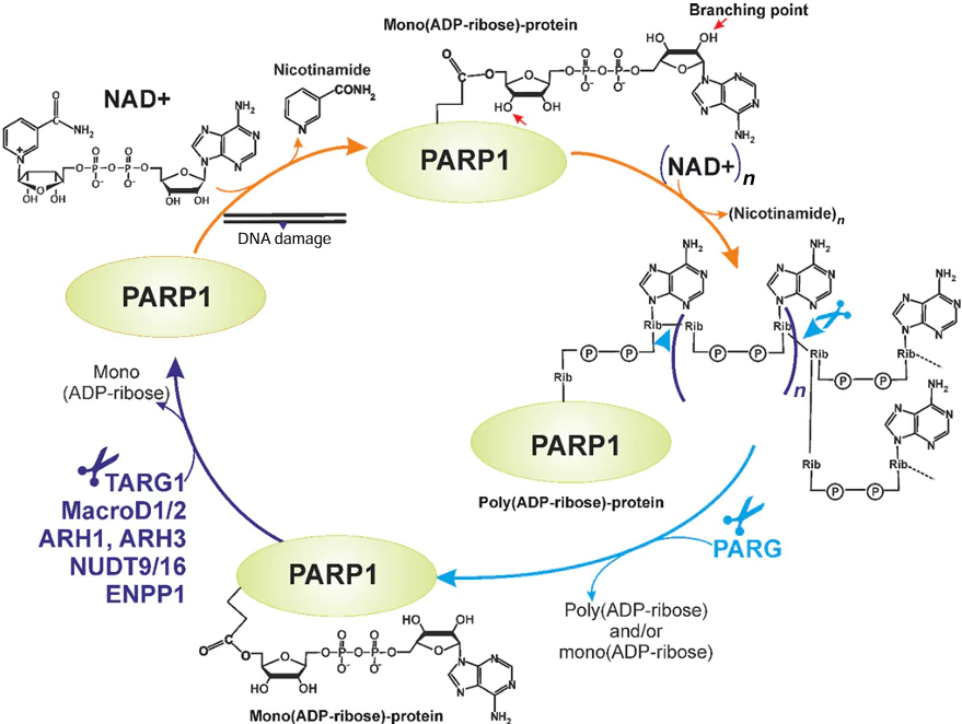 Flow chart of the PARP1-catalyzed synthesis of branched ADP-ribose polymer using NAD+ as substrate in response to DNA damage. The Figure was created by the authors using published data.178