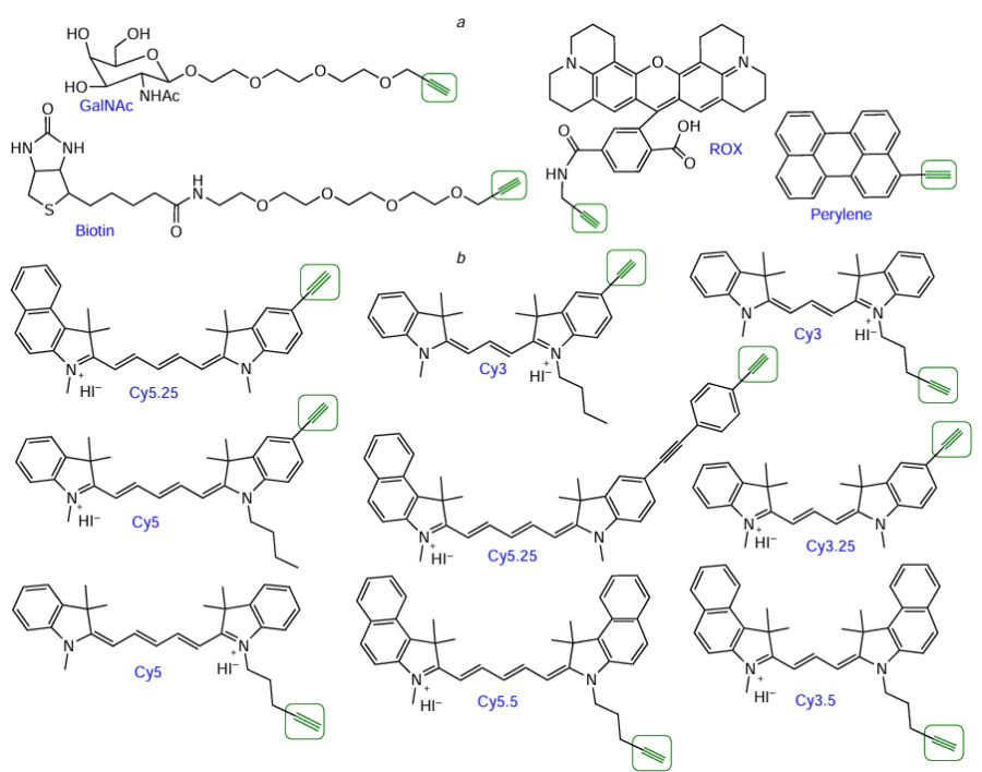 Structures of commercially available alkynyl derivatives of N-acetylgalactosamine, biotin, perylene, and ROX dye (a) and lab-made alkynyl derivatives based on cyanine dyes