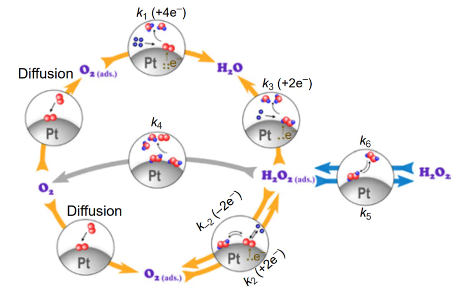 Scheme of the mechanism of oxygen reduction on Pt catalysts.