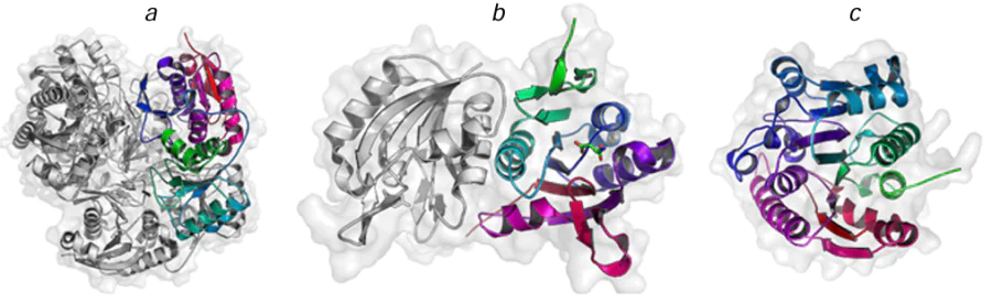 Structures of L-ASP tetramer from Erwinia chrysanthemi (EwA) (a), L-ASP dimer from Rhodospirillum rubrum (RrA) (b), and arginase monomeric subunit from Bacillus thuringiensis (c). The structural parameters were retrieved from RCSB PDB (codes 5HW0, 8UOU, and 6NBK, respectively).