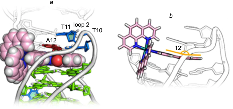 Structure of the DNA ­ adduct of complex 5: the binding cavity of compound 5 to the triplet and G-quadruplex (а) and bending of the anthraquinone moiety (b)[38]. Copyright (2022) American Chemical Society.