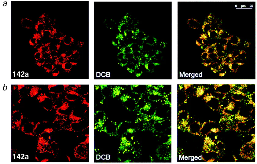 Confocal fluorescence microscopy images of HEK293T cells incubated with compound 142a and DCB (dextran–cascade blue) for 16 h (a) and for 20 h followed by incubation with compound 142a alone in 10 μM concentration for 4 h (b). Reproduced from Michaelis and co-workers 63 with permission from the Royal Society of Chemistry.