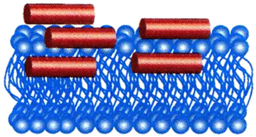 Schematic representation of the adsorption of AMP (red cylinders) on the membrane surface.80 Published under a Common Creative License.