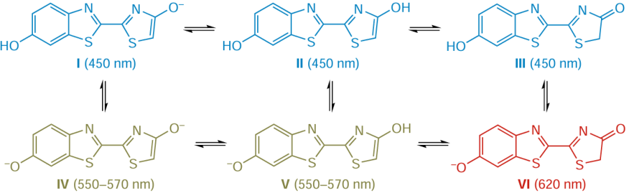 Structures of oxyluciferin forms: I – III are phenol; IV–VI are phenolate; I, IV are enolate; II, V are enol; and III, VI are ketone forms. The values in parentheses are emission wavelengths. The Figure was created by the authors using published data.113