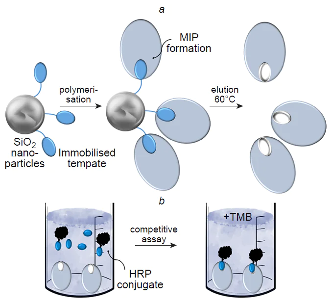 Schematic diagram of the synthesis of MIPs (a) and enzyme-linked competitive assay involving HRP conjugates of the analyte and TMB detection (b).81