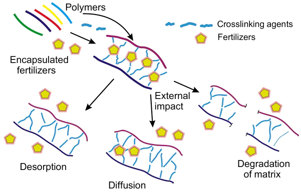Scheme illustrating the mechanisms behind the release of active compounds from the matrix of the polymer composite.