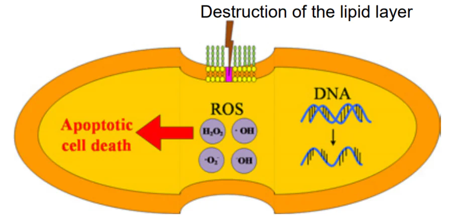 Mechanism of the antibacterial action of lawsone (using the example of E. faecalis).