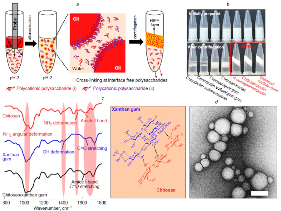 (a) Schematic diagram of the synthesis of polysaccharide emulsion capsules. (b) Formation of a highly concentrated layer after centrifugation of the κ-carrageenan/pectin, chitosan/pectin, and chitosan/xanthan gum capsules. (c) IR spectra of pure chitosan, pure xanthan gum, and freeze-dried chitosan/xanthan gum capsules. The diagram illustrates possible interactions between the polysaccharides. (d) TEM image of chitosan/xanthan gum microcapsules before centrifugation. The scale bar is 1 μm. Copyright belongs to the American Chemical Society.46