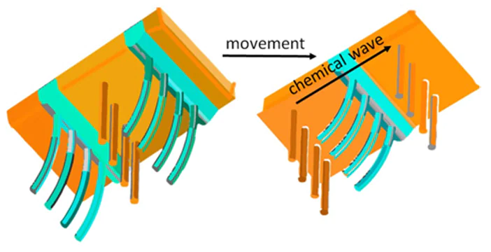 Schematic view of the chemical wave passing through the polymer matrix of self-oscillating gel 34 immersed in a CFBZ solution. The peristaltic ciliary movement is generated in the gel, causing the robot to move in the direction indicated by the arrow.