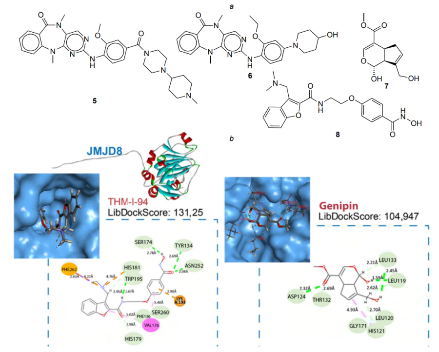 Structures of potential JMJD8 inhibitors (a) and docking results for genipin (7) and THM-I-94 (8) in the AlphaFold model (b).119 The figure is published under the CC BY 4.0 license.