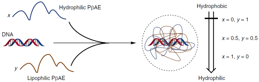 Modular strategy for the control of the amphiphilicity of the PβAE–DNA polyplexes.245