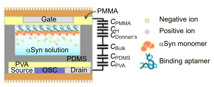 Schematic illustration of EGOFET aptasensor with a linear range from 100 to 10 mg L–1 for non-invasive α-synuclein monitoring in saliva samples from Parkinson’s disease patients[81]. Published with permission from ACS Publications.