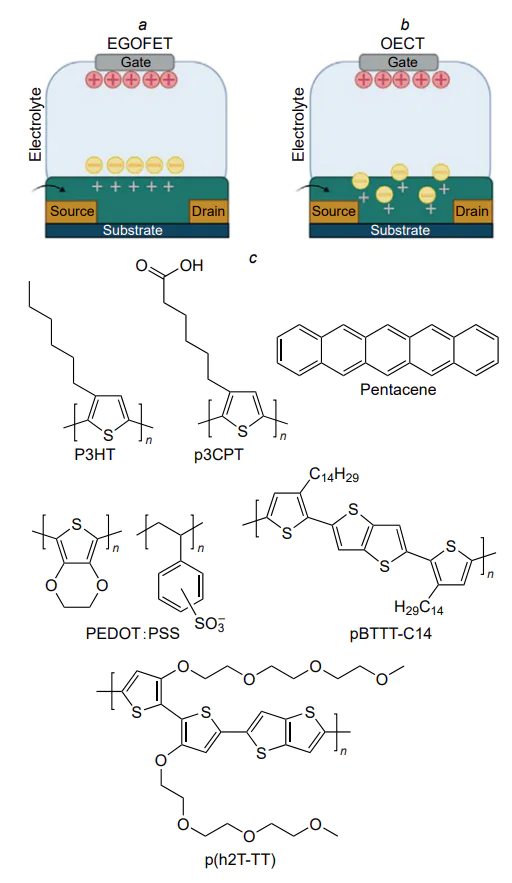 Schematic picture of EGOT[52] and typical organic semiconductors for EGOFETs and OECTs[8]. (а) EGOFET device: the organic semiconductor is impermeable to ions, and an electric double layer is created at the semiconductor/electrolyte and electrolyte/ gate interfaces; (b) OECT device: the organic semiconductor is permeable to ions and results in a volumetric capacitance; (с) chemical formulas of compounds that are often used to fabricate EGOTs. Designations: P3HT is poly(3-hexylthiophene-2,5-diyl), p3CPT is poly[3-(5-carboxypentyl)thiophene-2,5-diyl], pBTTT-C14 is poly[2,5-bis(3-tetradecylthiophen-2-yl)thieno[3,2-b]thiophene], p(h2T-TT) is poly(2-(3,3'-bis(2-(2-(2-methoxyethoxy)ethoxy)-ethoxy)-[2,2'-bithiophen]-5-yl)thieno[3,2-b]thiophene).