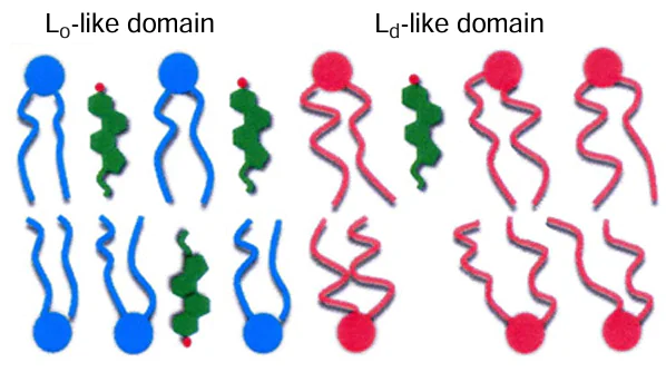 Schematic representation of a model lipid membrane with phase separation into a more ordered (Lo) and less ordered (Ld) phases.91 The Lo phase is dominated by lipids with less curved tails (blue); it also has an elevated cholesterol concentration (green). The Ld phase is dominated by lipids with more curved tails (red) and contains less cholesterol. Published under a Common Creative License.