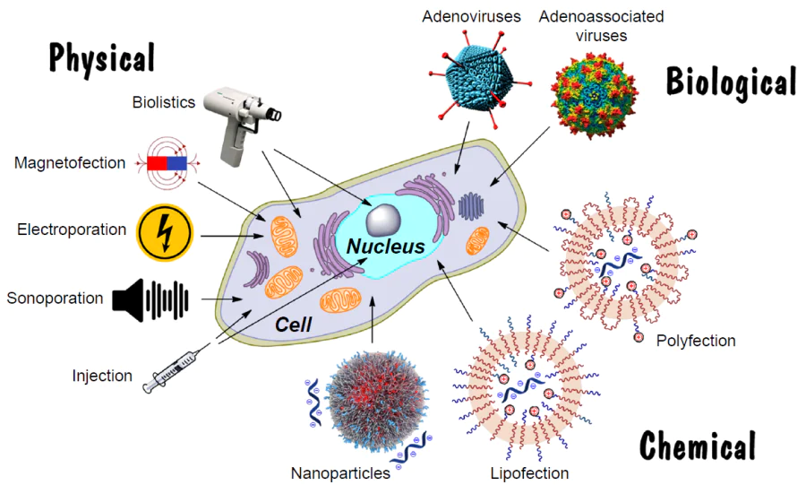 Key approaches to delivery of nucleic acids into cells
