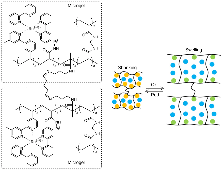 Chemical structure of gel 21 and schematic illustration of its chemomechanical oscillations. Orange circles correspond to Ru2+ ions, green circles are Ru3+ ions, and blue circles are water molecules.
