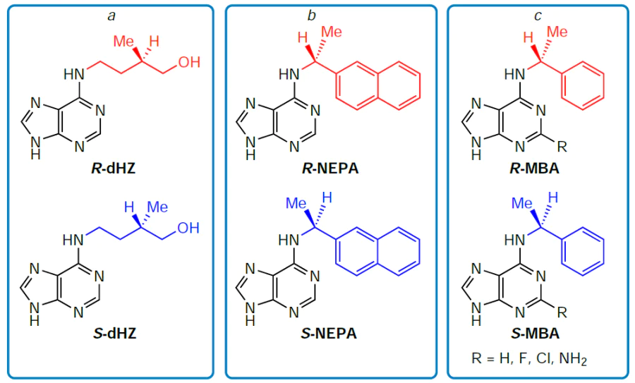 Structures of enantiomers of natural and synthetic cytokinins containing a chiral moiety: dihydrozeatin (a), N6-1-(1-naphthyl)ethyladenine (b), and a series of N6-(α-methylbenzyl)adenines (c).