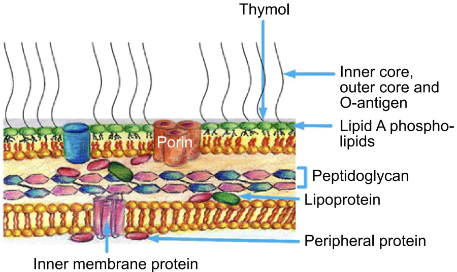 Interaction of thymol with the cell wall of gram-negative bacteria.