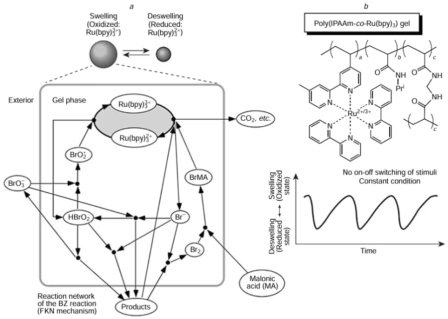 Mechanism of self-oscillation of gel 1 poly(IPAAm-co-Ru(bpy)3): (a) a gel bead immersed in a CFBZ solution periodically swells and deswells as the catalyst switches from the oxidized to reduced state. During the reaction, the gel absorbs malonic acid and bromate from the CFBZ solution, while reaction products are released to the solution; (b) chemical structure of gel 1 and time dependence of the gel dimension upon transition of the catalyst from the reduced to oxidized state during oscillations in the CFBZ solution.75 Published under the Creative Commons CC BY license.