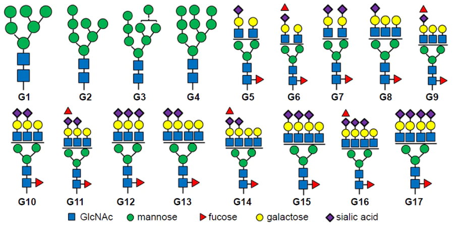 Structures of HER2 N-glycans used as templates for the synthesis of MIPs.173 Copyright 2019, Wiley.
