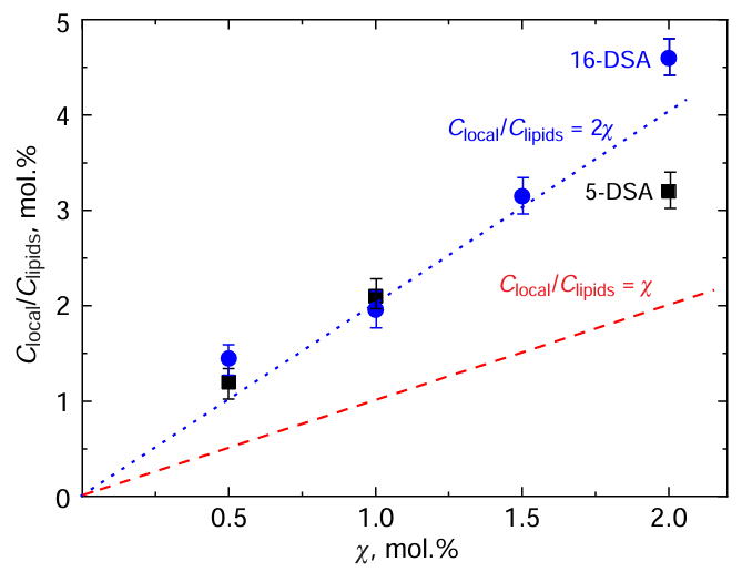 Local volume concentrations in the POPC membrane for 16-DSA (spin-labeled at the 16-position of the alkyl tail carbon at oms) (circles) and 5-DSA (spin-labeled at the 5-position of the alkyl tail carbon atoms) (squares) in dimensionless Clocal/Clipids mole/mole units (see text) as functions of their average molar content χ. Dashed and dotted lines correspond to the functions Clocal /Clipids = χ and Clocal/Clipids = 2χ, respectively.107