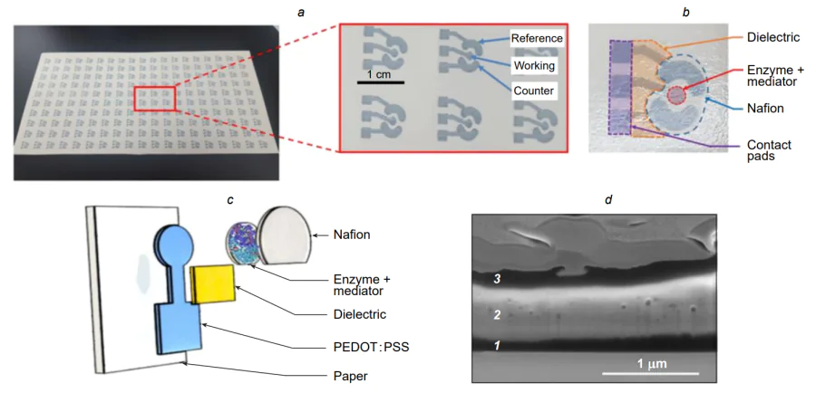 Printed biosensor for glucose determination[51]. (а) Appearance of the devices on a paper substrate; (b) photo of a fully printed biosensor comprising dielectric and biorecognition layers; (с) 3D exploded schemе of the working electrode with all separately printed layers, namely, the electrode (PEDOT:PSS), the dielectric (SunTronic EMD6415), the biological coating containing the enzyme and the mediator (glucose oxidase and ferrocene), and the encapsulation layer (nafion); (d) cross-sectional SEM image of the working electrode taken using a focused ion beam: (1) PEDOT:PSS, (2) biorecognition layer, (3) encapsulation layer.