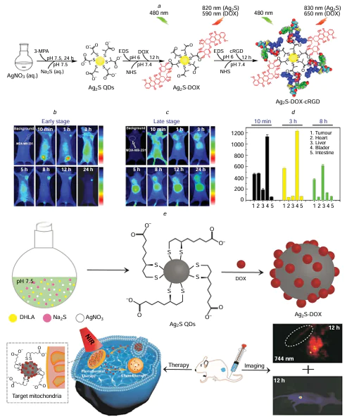 (a) The procedure for creating the nano-conjugate (Ag2S-DOX-cRGD) was synthesized. Fluorescence imaging of Ag2S-cRGD was conducted in vivo in various MDA-MB-231 tumour-bearing mice at both (b) early stage and (c) late stage. (d) Following injection of the probe, fluorescence intensity from the tumour and key organs (such as the heart, liver, bladder, and intestine) was analyzed using Scion Image software. Reproduced (a – d) from Chen et al.;253 copyright (2014) the Royal Society of Chemistry. (e) Illustration of the preparation process of mitochondria-targeted Ag2S-DOX and the application for dual-modal fluorescence imaging/photoacoustic imaging and chemo-photothermal combined therapy of tumour. Reproduced from Xuan et al.259 with permission from the American Chemical Society.
