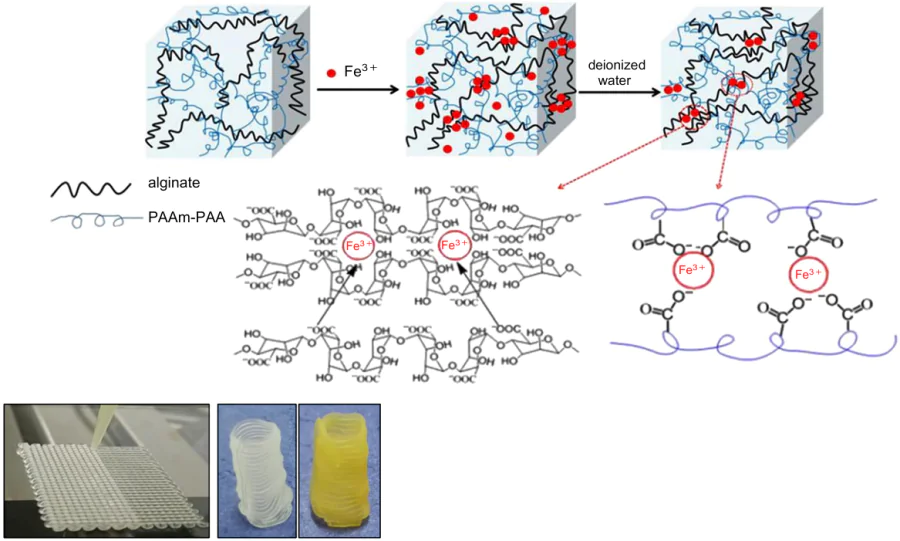 Formation of a double network of sodium alginate and acrylamide and acrylic acid (PAAm-PAA) copolymer and photographs of 3D-printed products. Each network is cross-linked by Fe3+ ions.335 Published with permission from the American Chemical Society.