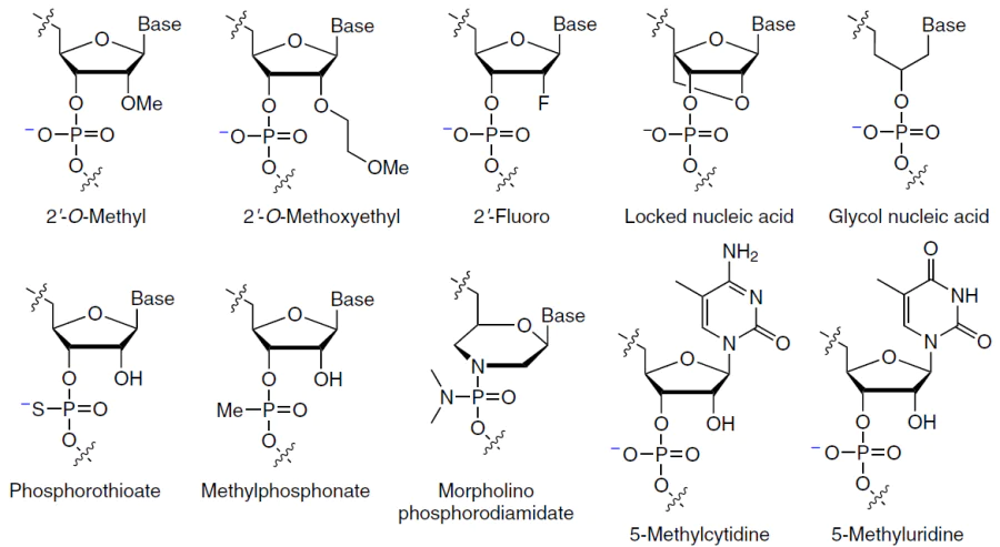 Structures of modified nucleotides
