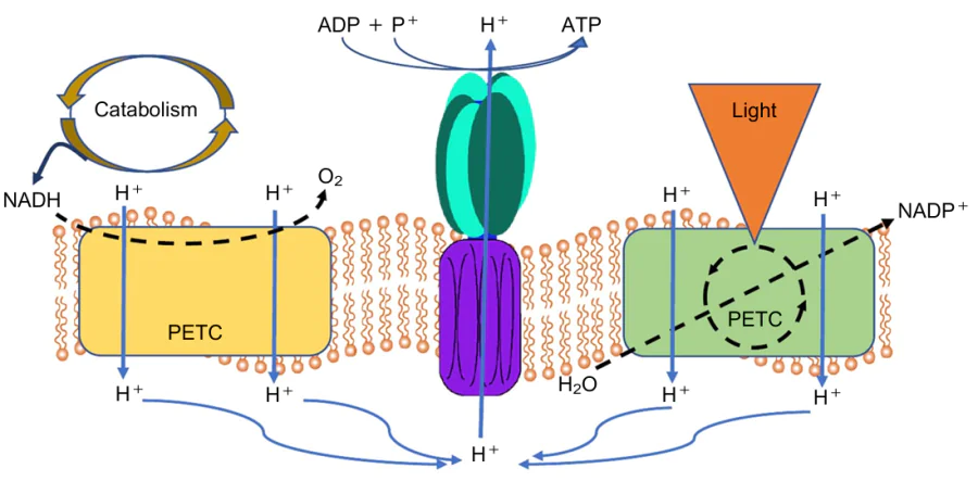 The fundamental differences between the respiratory and photosynthetic electron transport chains. The respiratory ETC is shown on the left. The photosynthetic ETC is shown on the right. Black arrows indicate electrontransfer pathways. PETC allows both cyclic and linear electron transfer. Instead of oxygen (RETC scheme), other substances can act as terminal electron acceptors in anaerobic respiration. Instead of water (PETC scheme), other substances can act as electron donors in anoxygenic photosynthesis