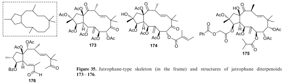 Jatrophane-type skeleton (in the frame) and structures of jatrophane diterpenoids 173-176.