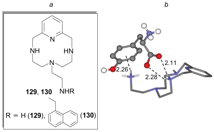Synthetic receptors for the recognition of hydrophilic and hydrophobic amino acids (a); theoretically calculated structure of the adduct of the doubly protonated receptor 129 with the tyrosine molecule lying in the potential minimum (b). Reproduced from Blasco et al.185 with permission of the Royal Society of Chemistry.